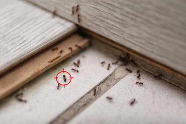 Wasp Removal Services in Springs, NY
