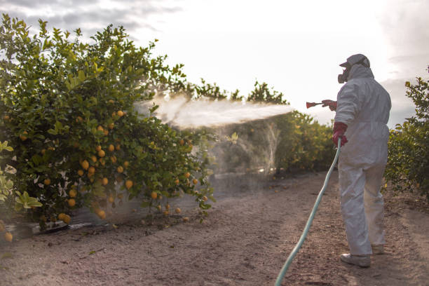 Best Termite Control Services  in Springs, NY