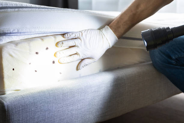 Professional Pest Control in Springs, NY