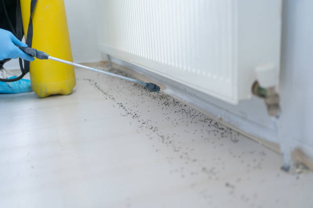 Wasp Removal Services in Springs, NY